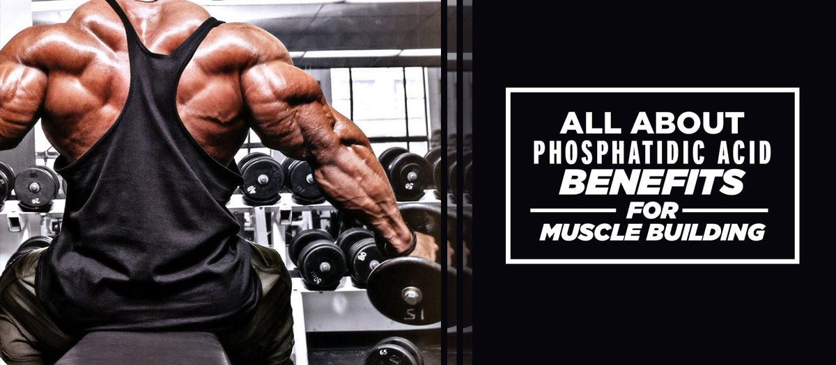 All About Phosphatidic Acid Benefits For Muscle Building