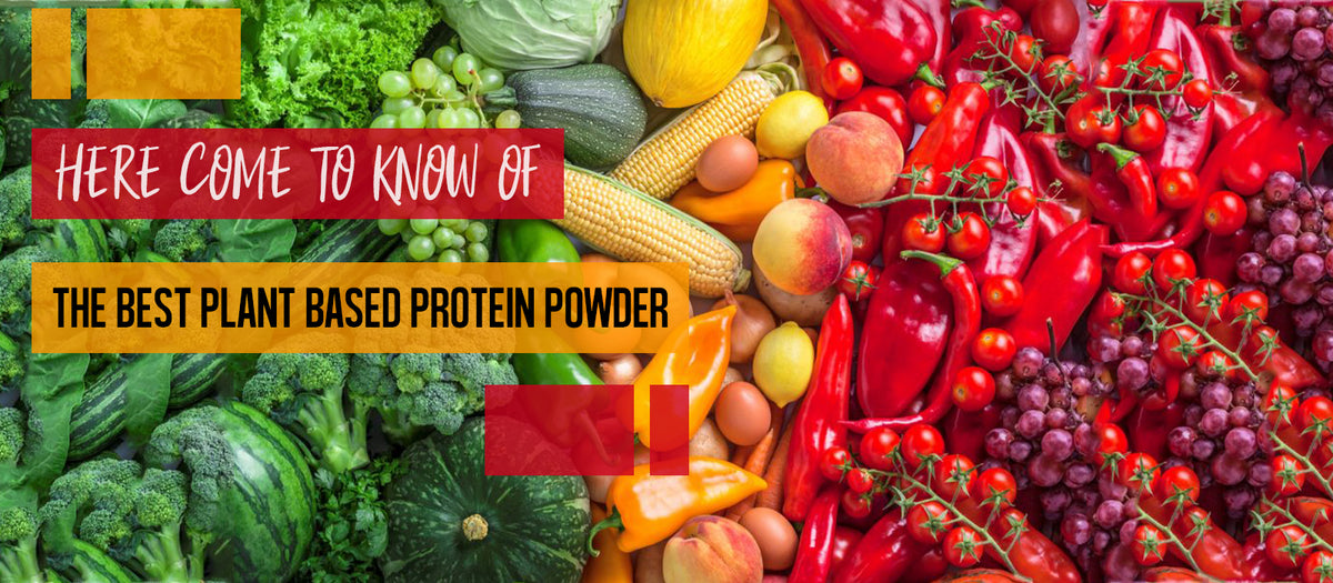 Here Come To Know Of The Best Plant Based Protein Powder